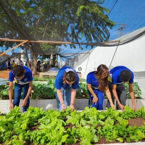 Escola Estadual Jada Torres incentiva alimentação saudável e aprendizado prático com horta escolar